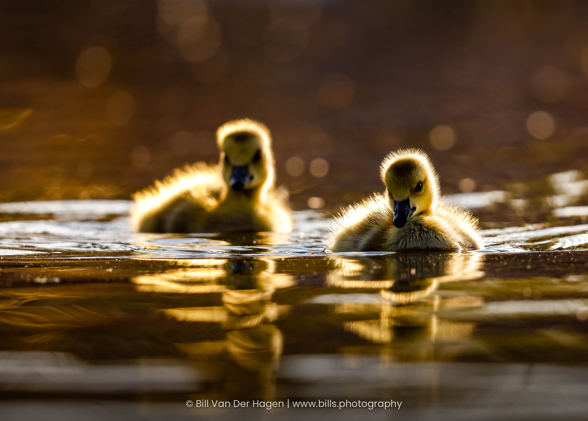 Duo Afloat
