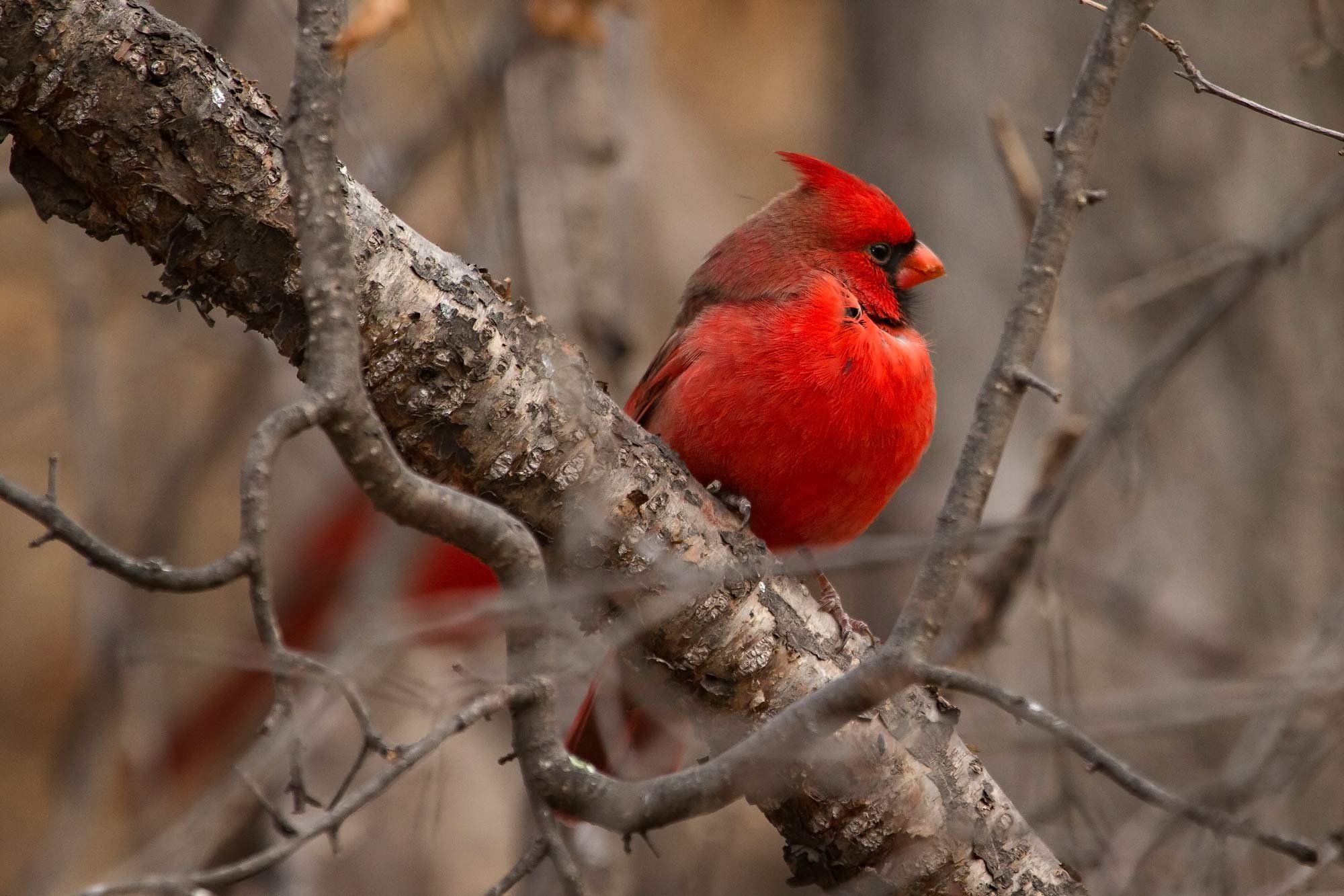Winter’s Blessing